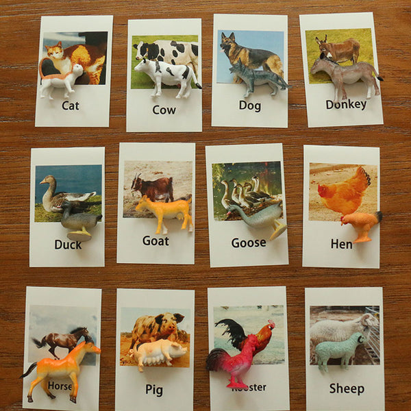 Poultry Animals  Flash Cards