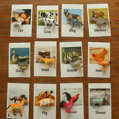 Poultry Animals  Flash Cards