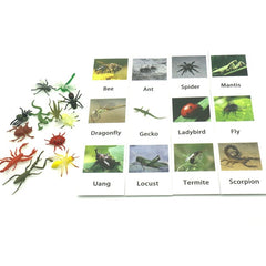 Poultry Animals  Flash Cards