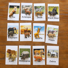Poultry Animals  Flash Cards