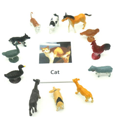 Poultry Animals  Flash Cards