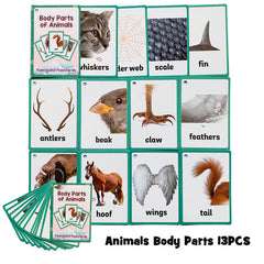 Colors /English /Animal Flash Cards